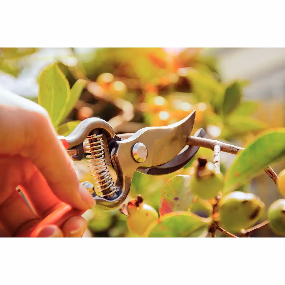 مقص فولاذي مطروق بمقابض مغطاة بالمطاط 3 مقص فولاذي مطروق بمقابض مغطاة بالمطاط - الصورة 3